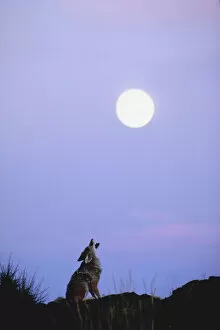 Hemera Collection: animal, copy space, coyote, dawn, desert hills, dusk, full moon, howling, nobody