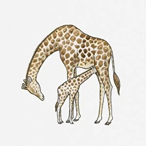 animal family, care, day, dependency, female animal, full length, giraffa camelopardalis
