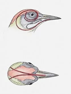 Woodpecker Gallery: animal head, animal themes, bird, cross section, long, no people, physiology, profile