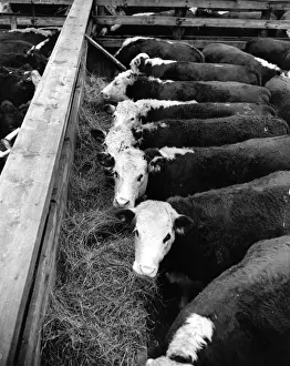 Animal Market