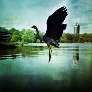 EyeEm Gallery: Animal Neck, Animal Themes, Animal Wing, Bird, City, Cloud - Sky, Day, Flying, Freshwater Bird