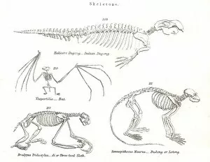 Images Dated 3rd April 2017: Animal skeletons engraving 1803