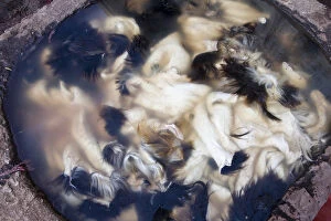 Images Dated 19th May 2007: Animal skins on an earth pit in tannery of Fez
