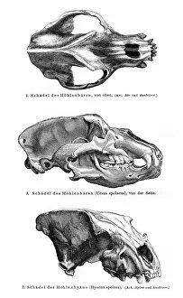 Images Dated 5th July 2015: Animal skulls engraving 1895