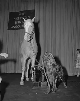 Animal Stars Posing with Trophies