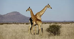 Images Dated 5th August 2009: animal themes, beauty in nature, bush, color image, day, full length, giraffa camelopardalis