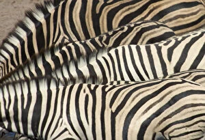 animal themes, bending, burchells zebra, conformity, day, equus burchellii, four animals