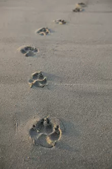 Images Dated 19th January 2012: Animal Tracks Most Likely Dog Tracks In The Endangered And Rare Coastal Sand Dunes At Wickaninnish