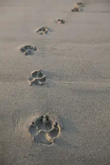 Pets Prints: Animal Tracks Most Likely Dog Tracks In The Endangered And Rare Coastal Sand Dunes At Wickaninnish Beach