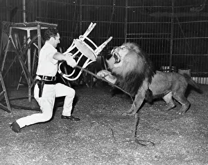 Side Chair Prints: Animal Trainer with Lion