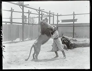 Animal Trainer Wrestling a Lion
