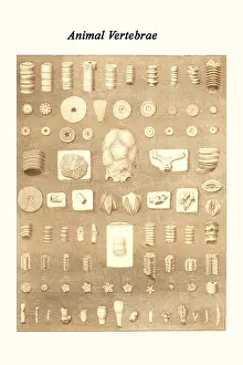 Prehistoric Prints: Animal Vertebrae