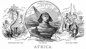 Images Dated 24th February 2017: Animals from Africa engraving 1898