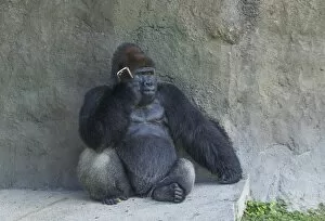Images Dated 3rd August 2012: animals one animal, answering, bizarre, bored, boredom, calm, captivity, cell phone