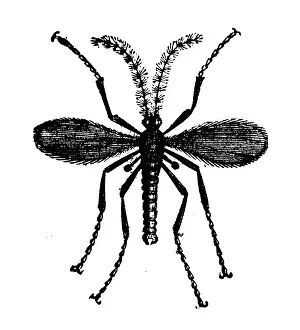 Insect Lithograph Prints: Animals antique engraving illustration: Hessian Fly