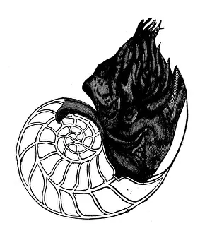 Animals antique engraving illustration: Pearly Nautilus