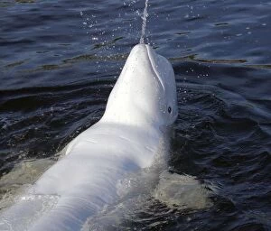 Images Dated 16th December 2011: animals, aquatic, beluga, daylight, daytime, delphinapterus, exterior, exteriors