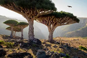 Environment Gallery: animals, arid climate, beauty in nature, bird, color image, craggy, day, dragon blood tree