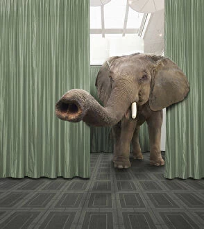 Elephant Gallery: animals, avoidance, avoiding, business, color image, computer graphic, concept, convention