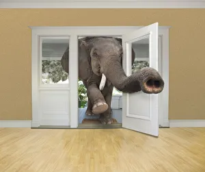 Elephant Gallery: animals, avoidance, avoiding, color image, computer graphic, concept, copy space