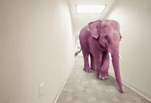Elephant Gallery: animals, avoidance, bizarre, california, color image, concept, copy space, corridor