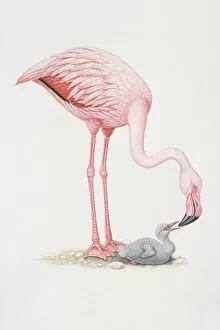 Feeding Collection: Animals, Birds, Flamingos, Phoenicopteriformes, Lesser Flamingo, Phoeniconaias minor