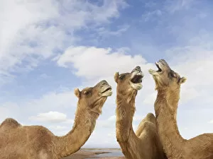 animals, bizarre, braying, camel, cloud, color image, concept, copy space, day, energy