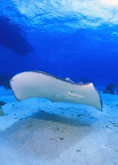 Animals, Blue, Caribbean, City, Clear, Ocean, Ray, Sand, Sea, Sea Life, Shore