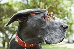 Images Dated 8th June 2007: Animals, Canine, Cap, Day, Dog, Eyewear, Great Dane, Hat, Humor, Nobody, Pets, Portrait