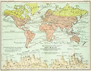 Images Dated 16th June 2015: Animals - Map of the world 1861