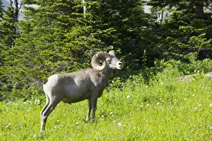 Images Dated 30th July 2009: animals in the wild, bighorn sheep, color image, day, full length, grass, horizontal