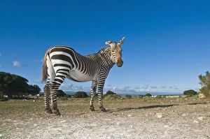 Images Dated 5th May 2009: animals in the wild, cape mountain zebra, clear sky, day, de hoop nature reserve