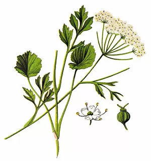 Images Dated 25th November 2018: Anise (pimpinella anisum)