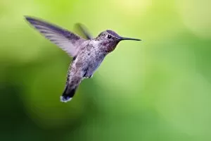 Images Dated 8th May 2011: Annas Hummingbird