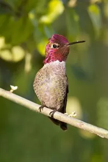 Images Dated 24th May 2011: Annas Hummingbird