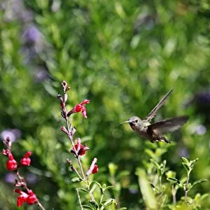 An Annas Hummingbird In Flight
