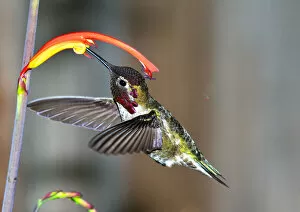 Images Dated 11th February 2011: Annas Hummingbird role in ecosystems
