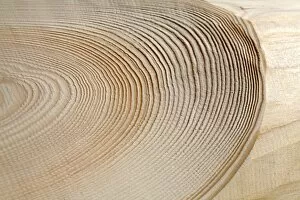 Picture Detail Gallery: Annual rings of a tree trunk