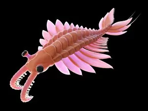 Images Dated 8th August 2019: Anomalocaris, illustration
