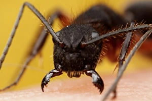 Images Dated 12th April 2012: Ant attack