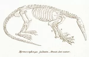 Images Dated 3rd April 2017: Ant eater skeleton engraving 1803