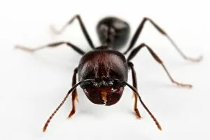 Images Dated 21st March 2012: Ant macro