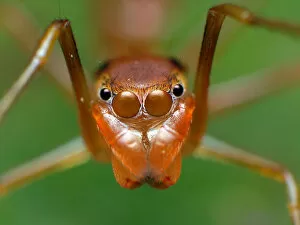 Insects On Earth Gallery: Ant mimic jumping spider