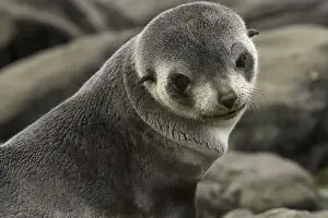 Seal Pup Prints: Antarctic fur seal (Arctocephalus gazella) pup on beach