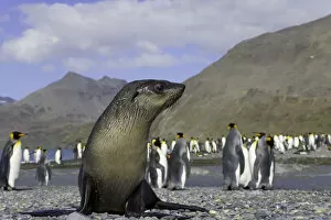 Antarctic fur seal pup in king penguin rookery (focus on seal pup)
