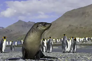 Seal Pup Prints: Antarctic fur seal pup in king penguin rookery (focus on seal pup)