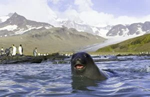 Images Dated 12th July 2006: Antarctic fur seal in sea, king penguins on shore in background