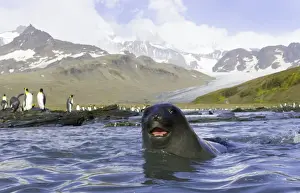 Allardyce Range Prints: Antarctic fur seal in sea, king penguins on shore in background