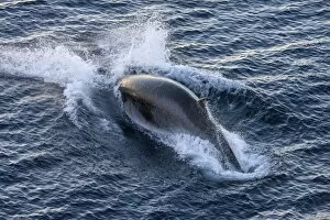 Antarctic Minke Whale -Balaenoptera bonaerensis-, diving, Gerlache Strait, Antarctic Peninsula, Antarctica