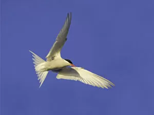Spread Wings Gallery: Antarctic tern flying, Antarctic Peninsula